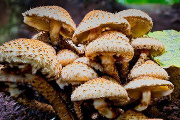 A view of mushrooms in a hollow tree