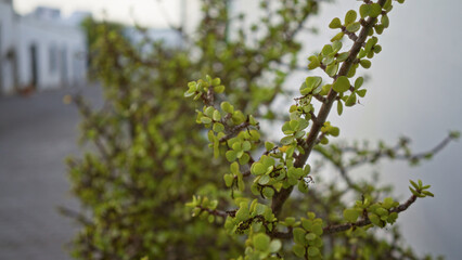 Lush portulacaria afra shrub in cuba, dusk, showing green leaves in outdoor canary island street setting in lanzarote