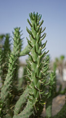Candelabra spurge euphorbia canariensis in lanzarote, canary islands, captured outdoors in...