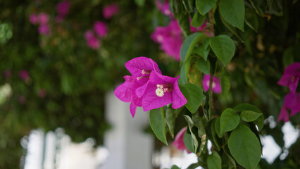Bougainvillea glabra flowers with vibrant magenta petals and green leaves hanging outdoors in daylight in lanzarote, canary islands, create a vivid and tropical display.