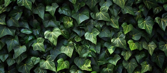 A dense curtain of lush ivy leaves creating an exquisite natural backdrop with copy space image