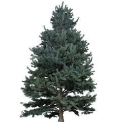 Realistic Coniferous Tree Illustration &ndash; Evergreen Pine for Nature and Landscape Design