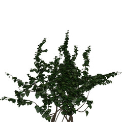 Realistic Ivy Plant Illustration &ndash; Dense Green Foliage for Nature and Landscape Design