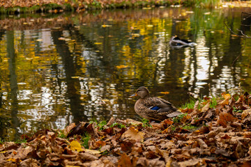 Duck Swims On The Rippling Water At autumn Lake Closeup of waterfowl ducks birds swimming in pond lake, washing fir. Colorful autumn leaves floating on the water