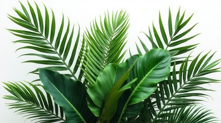 Obraz premium Green Leaves Of Tropical Plants Bush (Monstera, Palm, Rubber Plant, Pine, Bird Nest Fern). Transparent, Cutout, Or Clipping Path