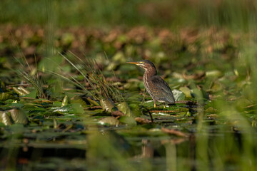 Green Heron perched in the pond looking for food