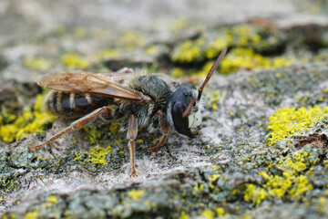 Closeup on a male Variable minder solitary bee, Andrena variabilis