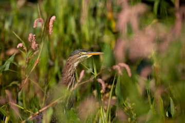Green Heron perched in the pond looking for food