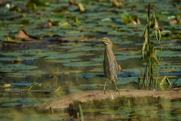 Green Heron perched in the pond looking for food