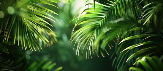 Fototapeta premium Lush palm leaves forming a vibrant backdrop ideal for utilizing as a natural copy space image