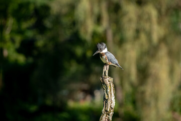 Kingfisher perched on branch looking for food