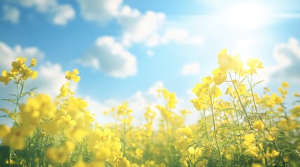 Obraz premium Close up of blooming rapeseed flowers under a blue sky with clouds and sunlight rays showcasing the beauty of spring in a panoramic view Soft focus with ample copy space