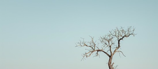 Obraz premium A dead tree with no leaves against a clear sky providing a prominent copy space image