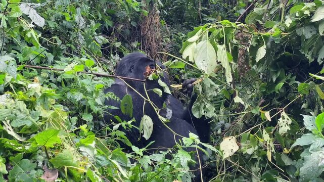 UGA_Uganda_Bwindi_Rainforest_Gorilla_Silverback_2022_007_1080p_45sec.mp4