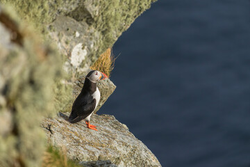 Atlantic puffin, (fratercula arctica)