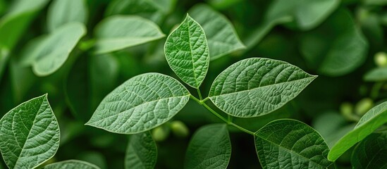 Fototapeta premium Bright Green Soybean Leaves Growth Of Legumes Soy Grows In The Field