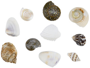 Collection of seashells isolated on a transparent background. Completely in focus. Focus stacking.