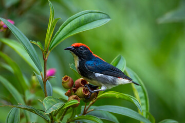 Scarlet-backed flowerpecker.