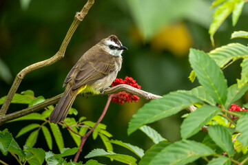 Yellow vented bulbul