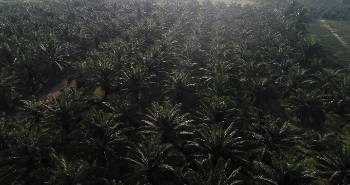 Aerial view green tropical forest oil palm plantation food industry