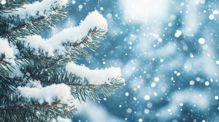 Winter holiday landscape featuring a snowy background with close up spruce branches blanketed in snow and gentle snowfall with ample space for text in a cool blue tone