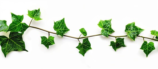 Fototapeta premium Top view of an ivy branch and leaf isolated on a white background with ample space for text or other content in the image