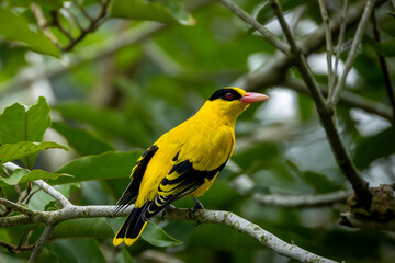 Black naped oriole