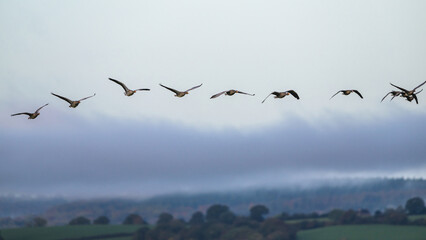 Greylag Goose, Anser anser, birds in flight over marshes at dawn