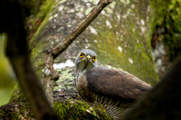 Crested goshawk.
