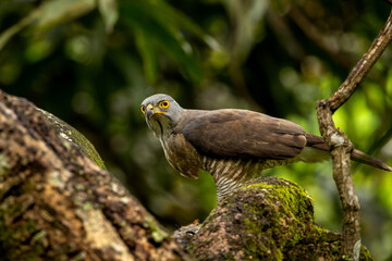 Crested goshawk.