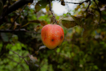 A photo of a red apple hanging from a tree