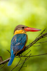 Stork Billed Kingfisher.