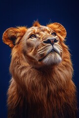 Fototapeta premium A grand lion with smooth golden fur is depicted in this striking portrait. Its heroic stance and powerful gaze are captured from below against a vibrant blue backdrop, showcasing the animals majestic 
