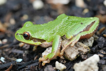 Closeup on a green Pacific tree or chorus frog, Pseudacris regilla from Oregon, USA