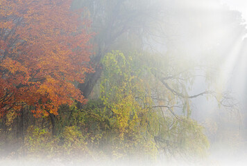 Autumn landscape of the shoreline of Gun Lake in fog, Yankee Springs State Park, Michigan, USA