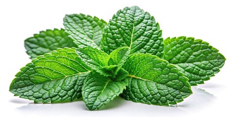 Fresh green mint leaves isolated on white background