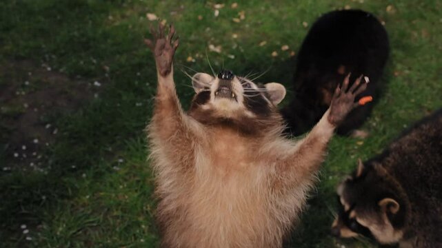 Wild interaction, Human contact, Hand reach. Outside, raccoon on two legs extends its reach towards human hand.