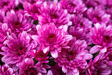 A photo of pink flowers in a flower pot