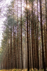 Fototapeta premium Beautiful autumn forest landscape. Sun and fog in the forest in autumn.