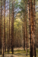 Beautiful autumn forest landscape. Sun and fog in the forest in autumn.