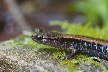 Closeup on a Western Red-backed , Plethodon vehiculum, Oregon , Pacific West coat