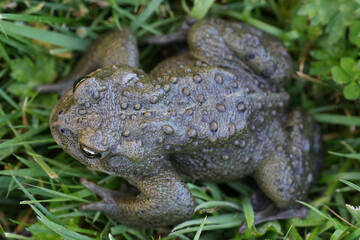 Closeup on an adult Western toad, Anaxyrus or Bufo boreas sitting on the grass