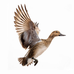 oiseau, canard pilet ,mâle, femelle, gibier, Anas acuta Linnaeus, en vol, chasse,  faune, nature, volant, animal, oiseau, eau, ailes, oie, sauvage, bec, empennage, oie, isolé, animal, mouche, vol, ail