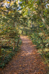A photo of a trail through the woods in the fall