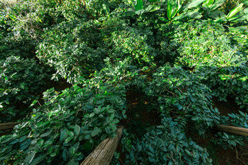 Coffee tree with fresh arabica coffee bean in coffee plantation on the mountain