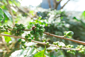 Coffee tree with fresh arabica coffee bean in coffee plantation on the mountain