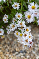 Obraz premium A photo of white flowers with yellow centers