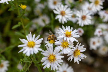 A photo of a bee on a flower