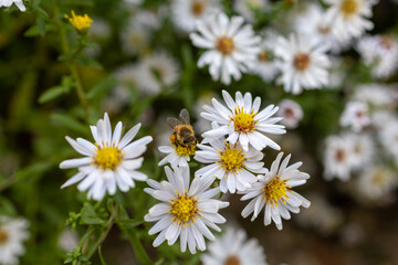 A photo of a bee on a white flower