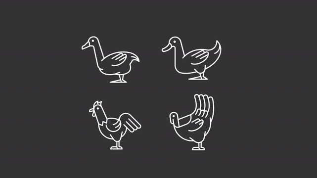 Animated wildlife birds white icons. Farming livestock line animation library. Domestic animals, poultry. Isolated illustrations on dark background. Transition alpha. HD video. Icon pack